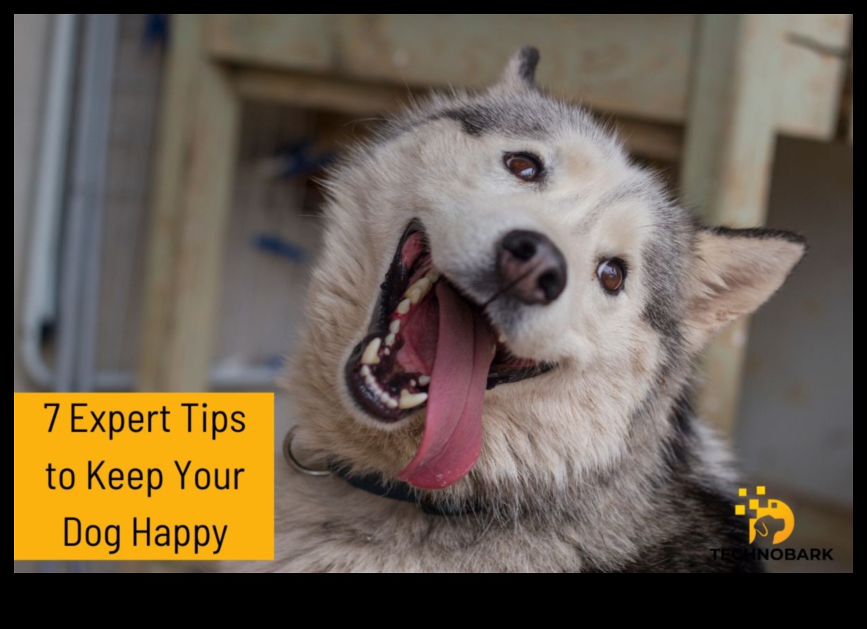 Pawsitively Playful: Activități captivante pentru animale de companie pentru Happy Tails