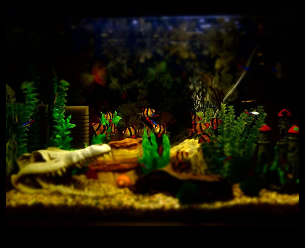 Decor și accesorii pentru acvarii pentru acvarii 5 Rezervor de pește DIY: decorare și accesorii pentru acvarii