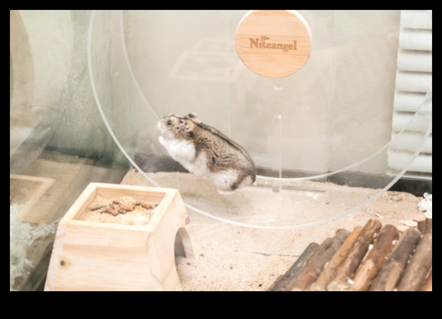 Siguranța roții hamsterilor a continuat: abordarea preocupărilor comune și concepțiilor greșite