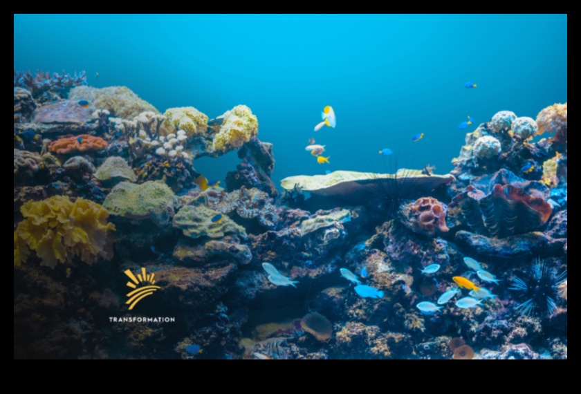 Conservarea coastelor a continuat: strategii inovatoare pentru protecția oceanelor