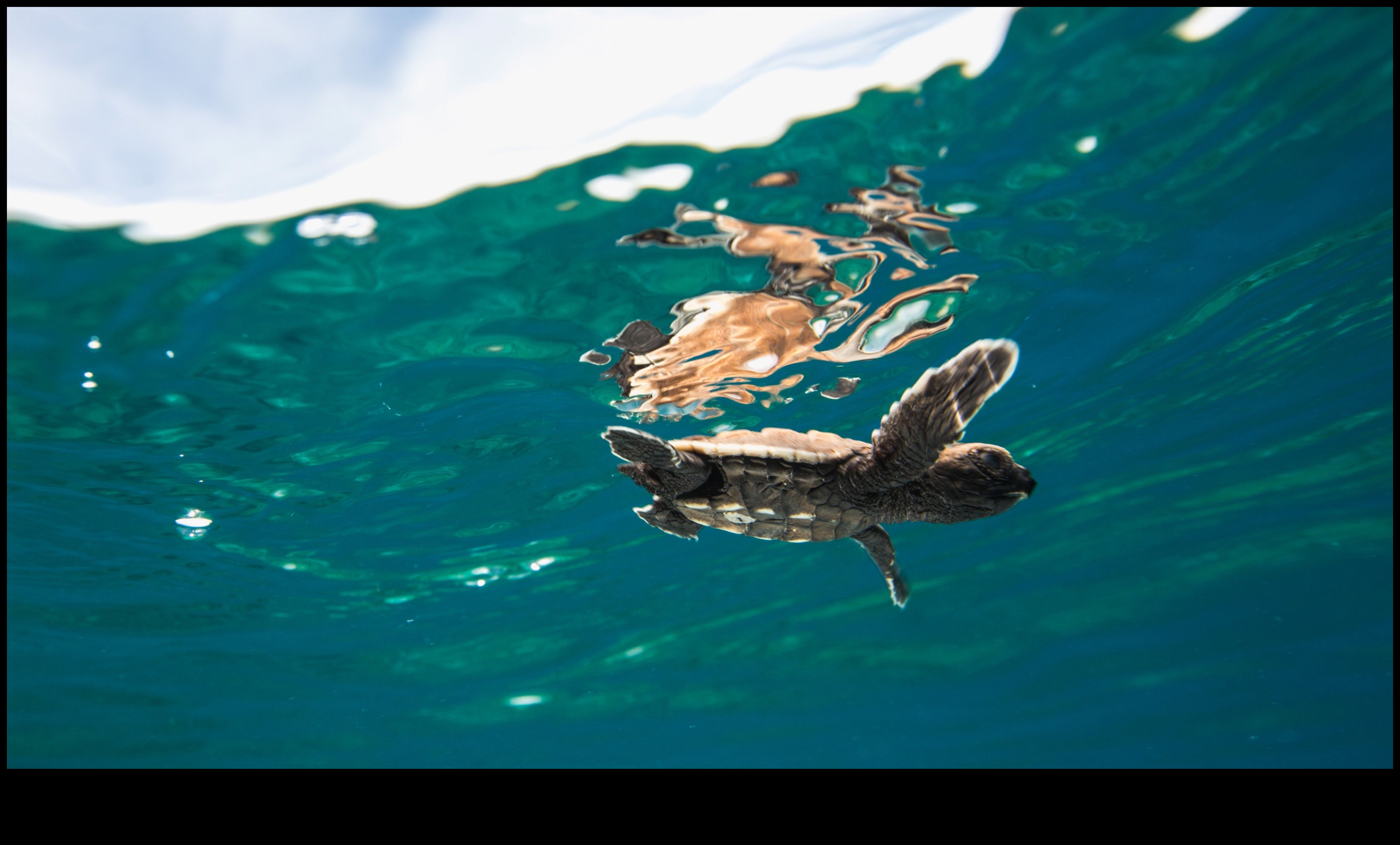 Conservarea coastelor a continuat: strategii inovatoare pentru protecția oceanelor