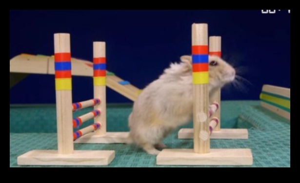 Hamster Health Hurdles Agility Curs for Wellness 3 Obstacole pentru sănătatea hamsterilor: cursuri de agilitate pentru sănătate
