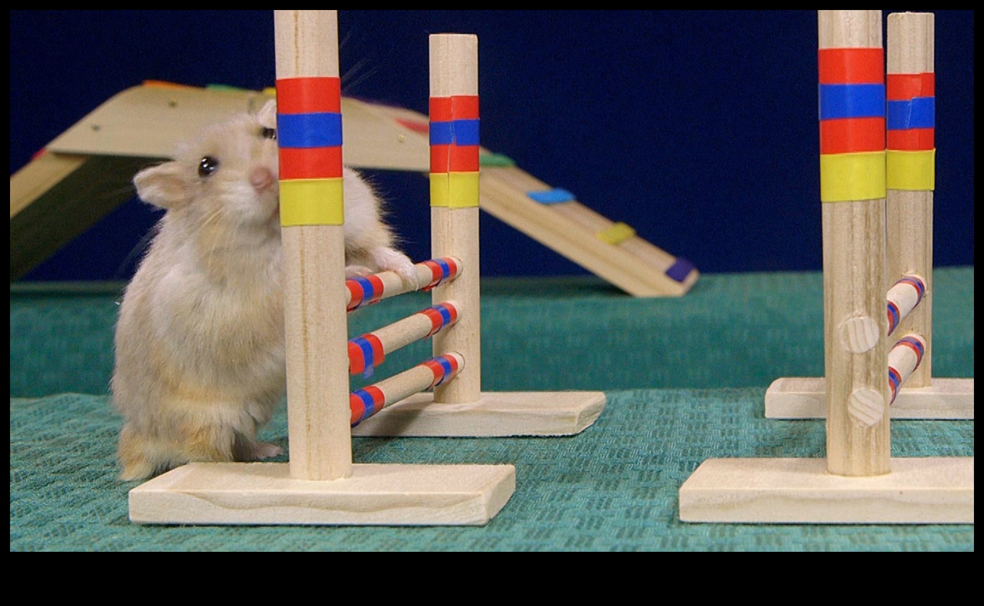 Hamster Health Hurdles Agility Curs for Wellness 5 Obstacole pentru sănătatea hamsterilor: cursuri de agilitate pentru sănătate