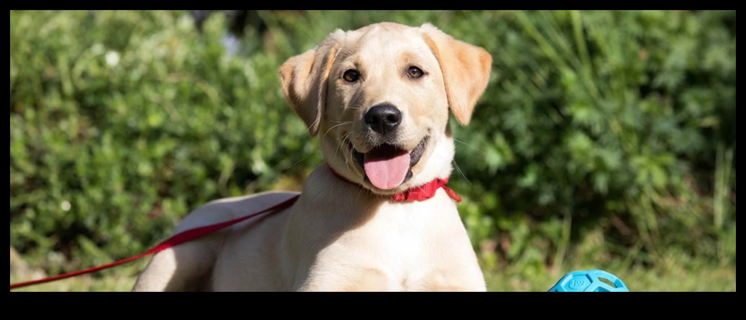 Ghid de etichetă pentru câini navigarea în interacțiunile sociale 3 Ghid pentru eticheta câinelui: Navigarea interacțiunilor sociale