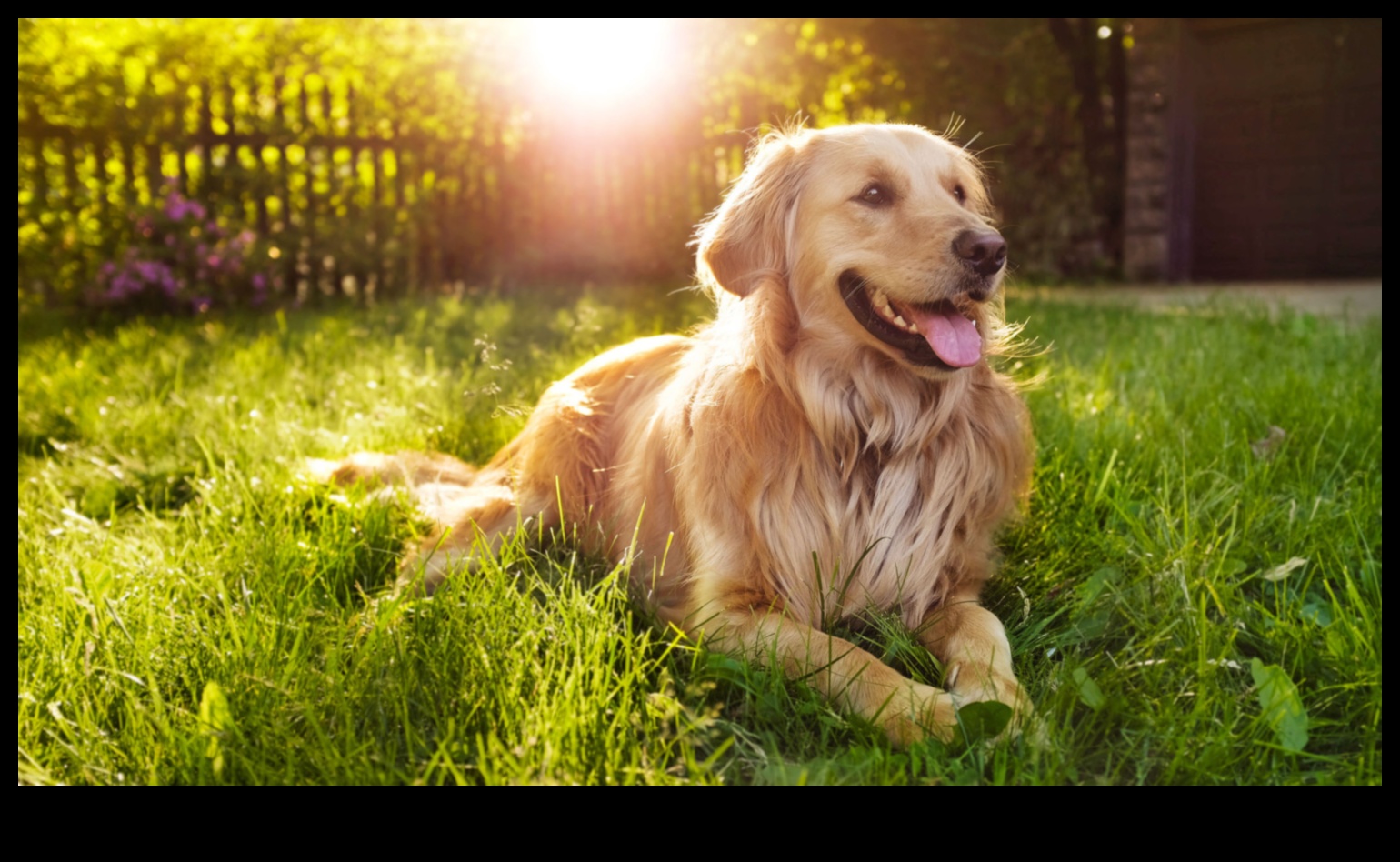 Sfaturi pentru fotografierea animalelor de companie: surprindeți cele mai bune momente ale prietenilor tăi cu blană