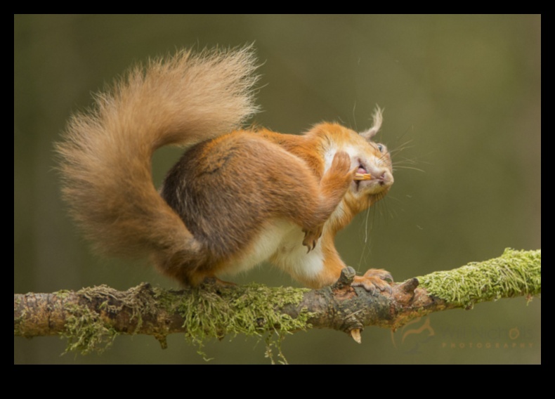Fauna sălbatică capricioasă: Capturarea personalităților animale jucăușe