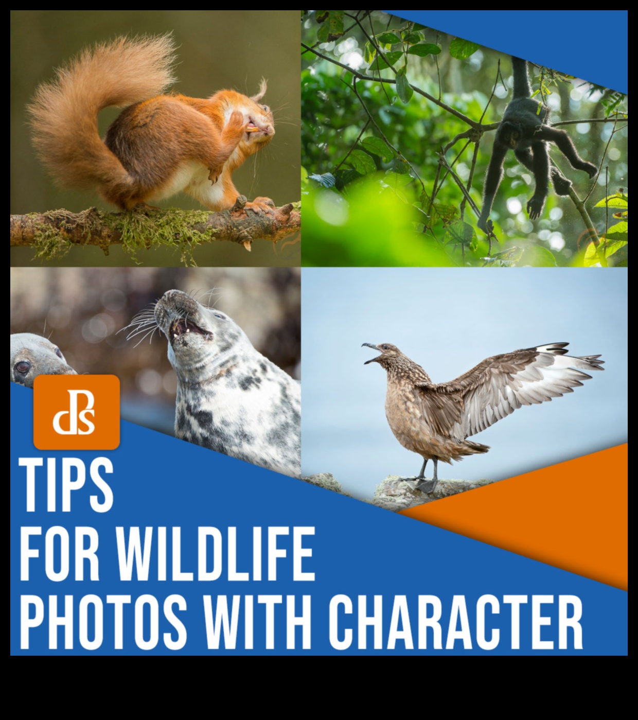 Fauna sălbatică capricioasă: Capturarea personalităților animale jucăușe