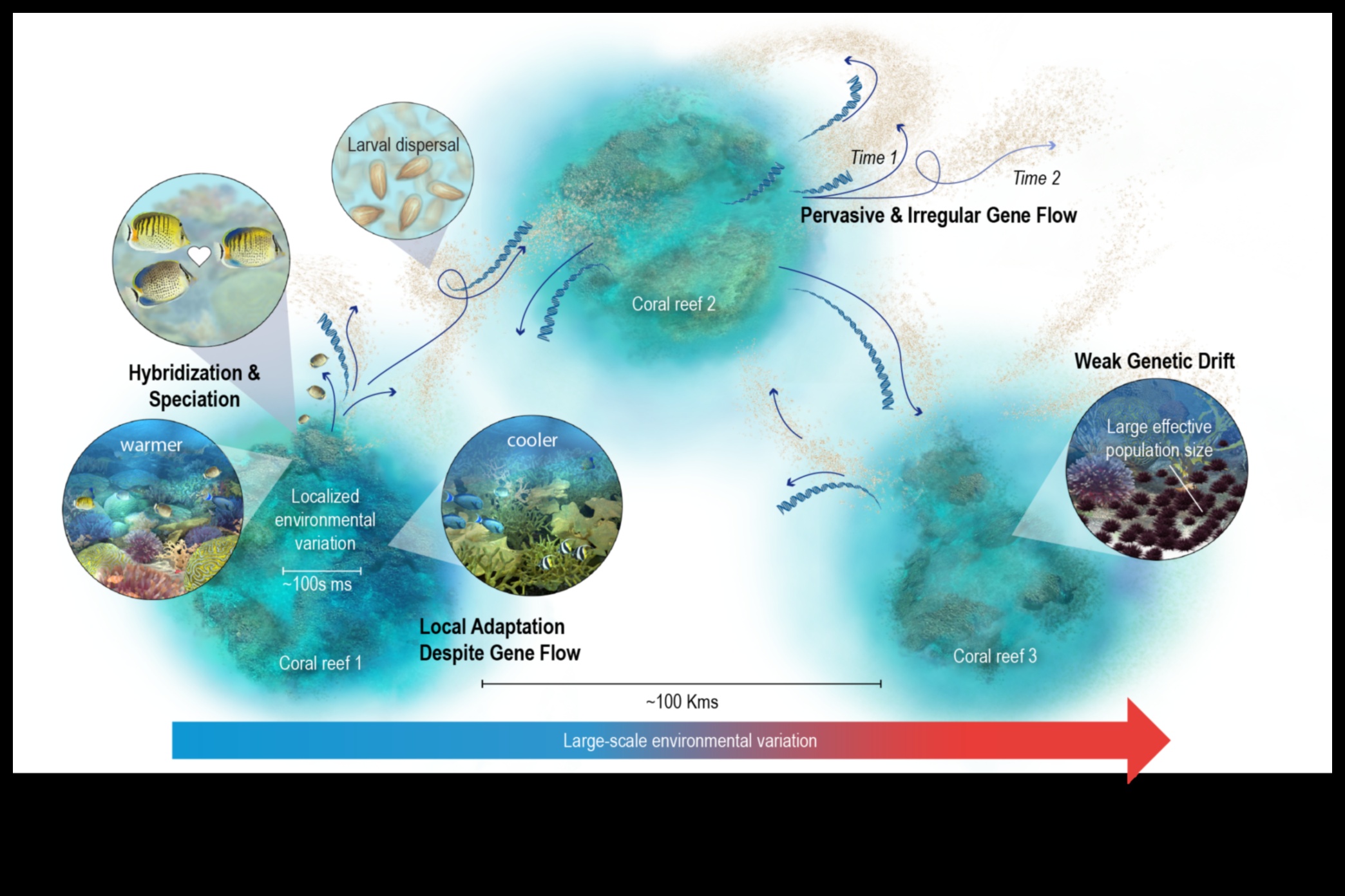 Vizualizarea științifică: realizarea de ilustrații pentru înțelegere