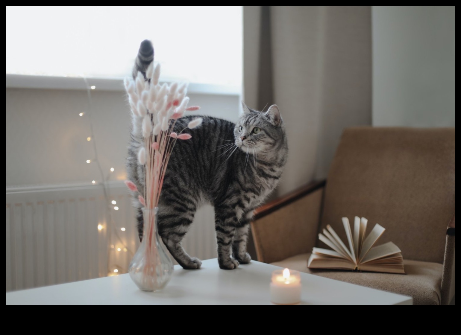 Home Sweet Home: Crearea unui refugiu sigur pentru pisica ta