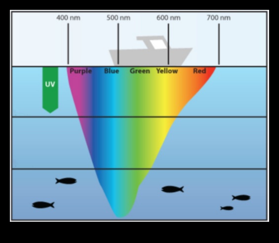 Paleta pescarului Un spectru de culori și modele de pește 3 Paleta pescarului: un spectru de culori și modele de pește