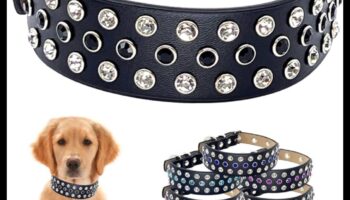 Doggy Decor Dazzle: îmbunătățiți stilul câinelui dvs. cu cele mai recente accesorii