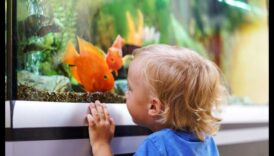 Explorarea acvariului: încurajarea peștilor să-și exploreze rezervorul