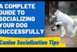 Ghid pentru eticheta câinelui: Navigarea interacțiunilor sociale