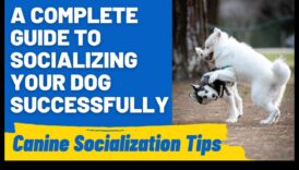 Ghid pentru eticheta câinelui: Navigarea interacțiunilor sociale