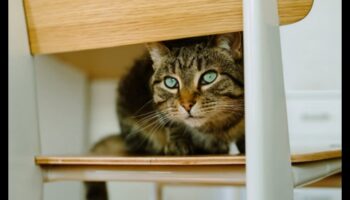 Home Sweet Home: Crearea unui refugiu sigur pentru pisica ta