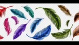 Paleta de penaj: culorile și modelele vibrante ale penelor de păsări