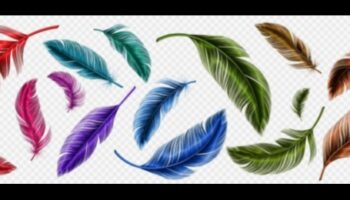 Paleta de penaj: culorile și modelele vibrante ale penelor de păsări