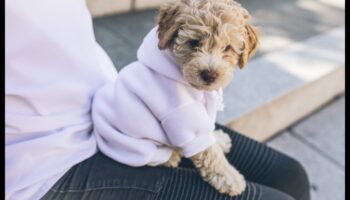 Elegant elegant: accesorizați-vă animalul de companie pentru orice ocazie