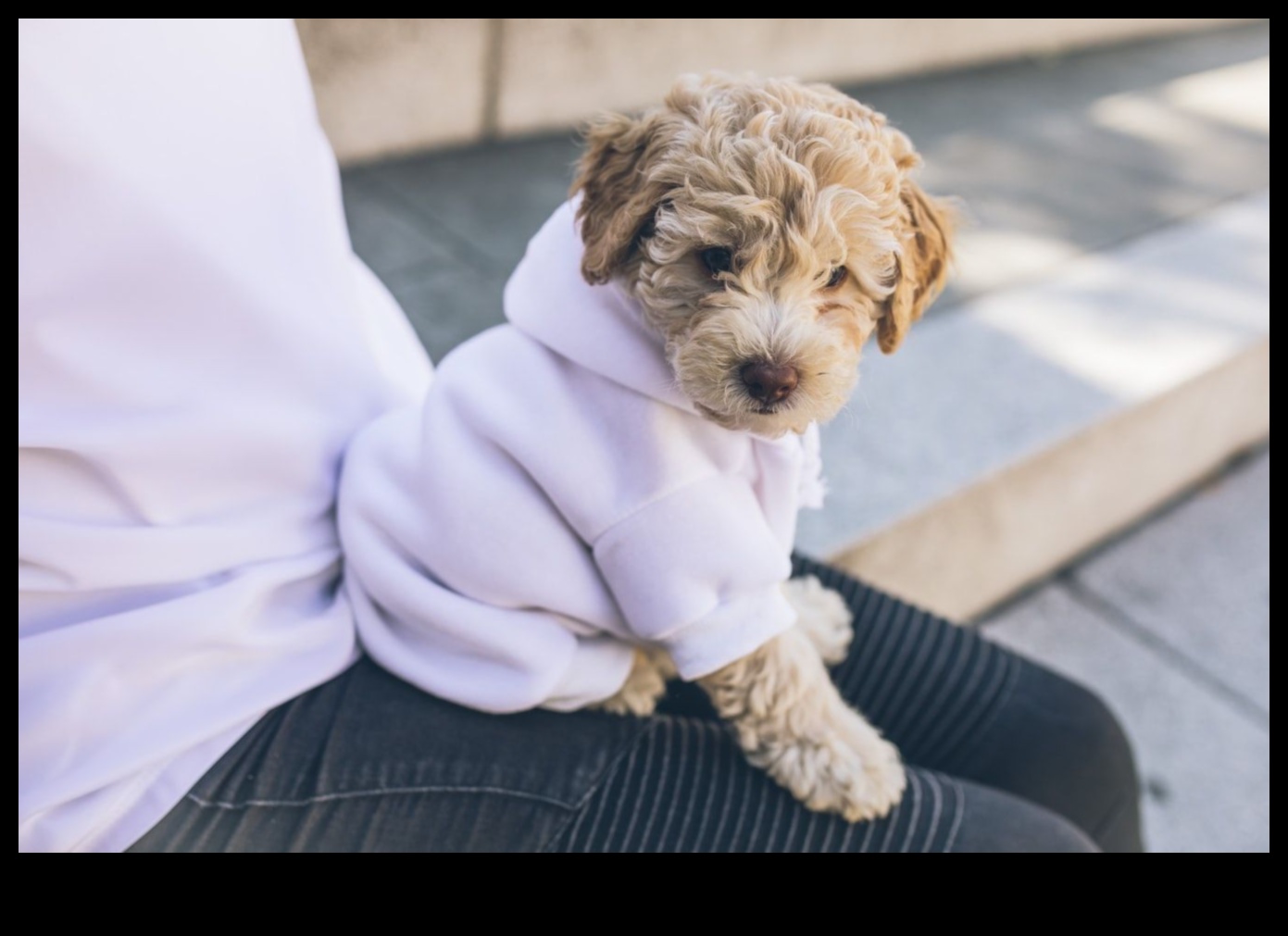 Elegant elegant: accesorizați-vă animalul de companie pentru orice ocazie