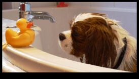 Splish Splash: Sfaturi pentru baie pentru câini și pisici