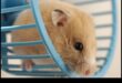 Siguranța roții hamsterilor Continuare: Întreținere și verificări regulate
