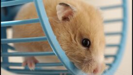 Siguranța roții hamsterilor Continuare: Întreținere și verificări regulate