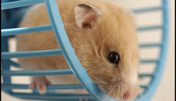 Siguranța roții hamsterilor Continuare: Întreținere și verificări regulate