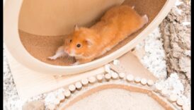 Siguranța roții hamsterilor a continuat: abordarea preocupărilor comune și concepțiilor greșite